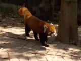 de rode panda