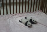 3 maanden oude panda's liggen in de box