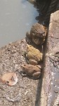 The frogs have NO respect for Boeddha even knowing that they are offers themselfs