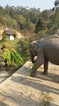 Elephant park 1