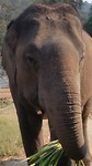 Elephant park 2