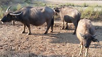 Next day the farmers cows
