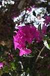 Bougainville at Doi Suphet