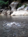 Thousands of fishes in the river, better not fall in!!!