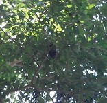 A snake in a tree, difficult to see !!