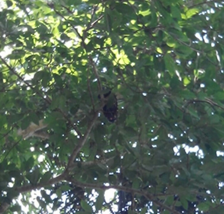A snake in a tree, difficult to see !!