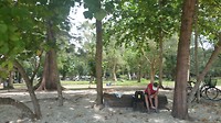 The spot for relaxing between the trees at the beach.