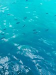 I could not take pictures in the water so an impression of the amount of fishes from the boat.