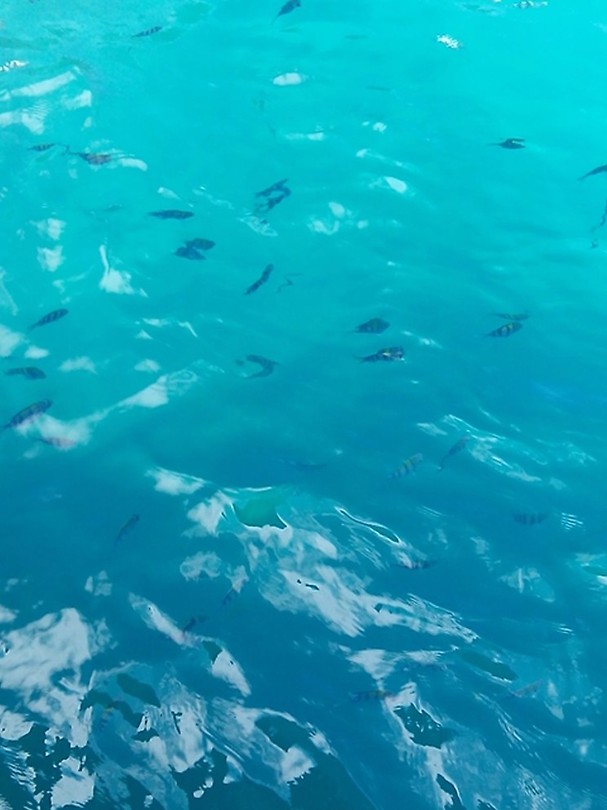 I could not take pictures in the water so an impression of the amount of fishes from the boat.