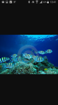 Majority of the fishes seen at the first snorkeling spot. Sergeant fish.