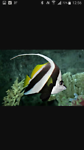 Pennant coral fish (gewone wimpel vis)