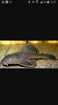 algae eater (algeneter)