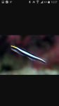 Cleaner fish (poetsvis)
