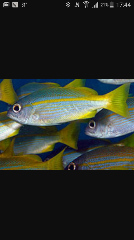 School of Big eye snappers