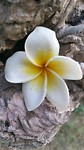 Last pictures of Thailand 1