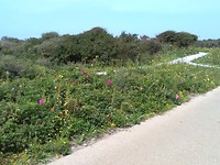 Beautiful nature on the way
