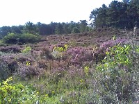 Between Schoorl and Callantsoog