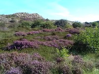 Between Schoorl and Callantsoog