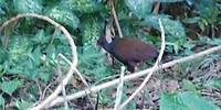 Andere vogels