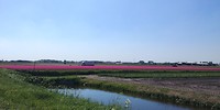 Dichtbij het Keukenhof
