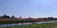 Dichtbij het Keukenhof