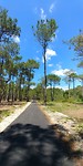 Mooi fietspad door pijnboom bossen
