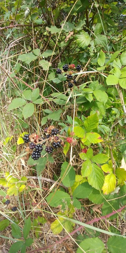 20180824_152600