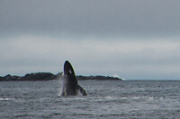 IMG_6254b