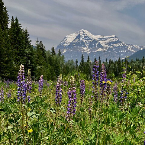 mount Robson