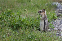 chipmunk