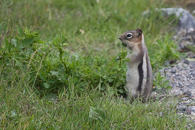 chipmunk