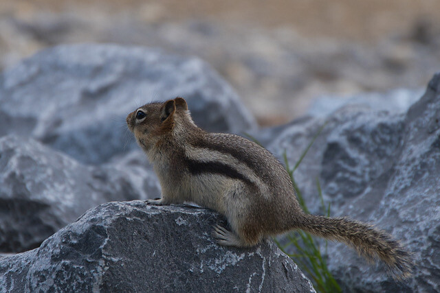 chipmunk