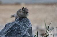chipmunk