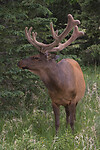 Elk