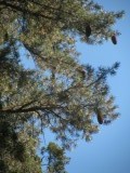 IMG_3961