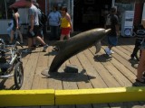 IMG_1110