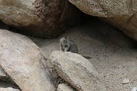 Palm Springs Aerial Tramway