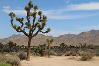 Joshua Tree National Park