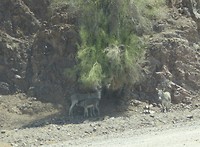 Lake Havasu
