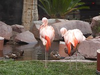 Flamingo Hotel, Las Vegas