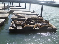 San Francisco, Pier 39