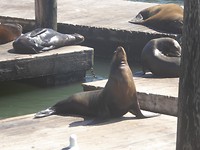 San Francisco, Pier 39