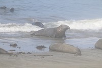 Santa Barbara