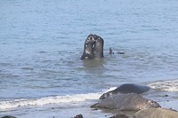 Santa Barbara
