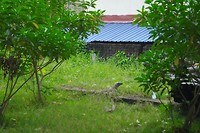 SAM_9650