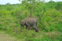 SAM_0346