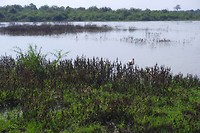 SAM_0273