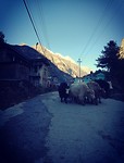 Yaks.