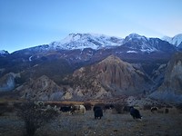 Yaks
