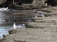 Sumner beach